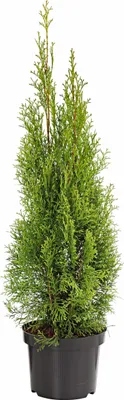 Produktbild von Dehner Thuja Smaragd, Palette mit 80 Stück, ca. 60-80 cm, 5 l Topf, Heckenpflanze