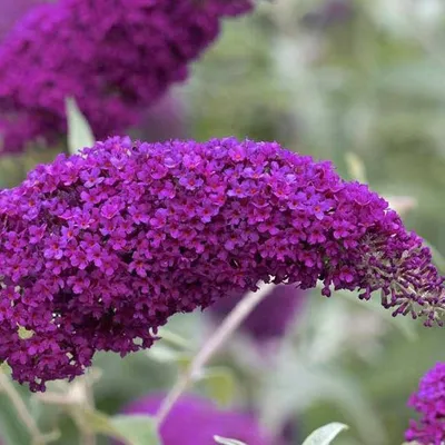 Immagine prodotto di Buddleja Pink Delight - Rosa, perenne e resistente - Buddleia | Vaso da 2 litri