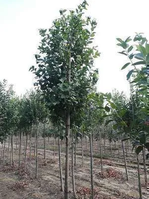 Immagine prodotto di Amelanchier can. 'Rainbow Pillar' - Pero di roccia 50- 60 cm in contenitore