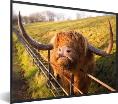Produktbild von MuchoWow® Gerahmtes Poster Scottish Highlander - Zaun - Gras 40x30 cm - Poster mit Schwarzem Bilderrahmen Wandposter Rahmen Foto Bilder - Kunstposter - Wanddekorationen