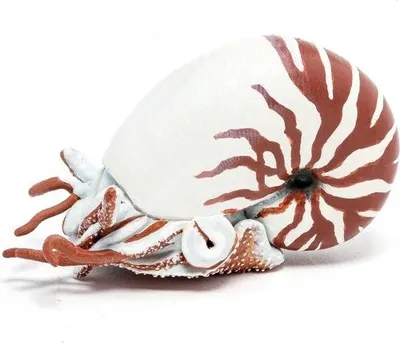Obrázek produktu pro Papo 56061 Nautilus 7 cm mořští živočichové