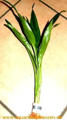 Produktbild von 1 Bund Dracenae grüner Drachenbaum, Sumpfpflanze