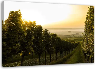 Produktbild von Leinwandbild grüner weinberg 100x70 cm Feeby grün wandbild bereit zum aufhängen
