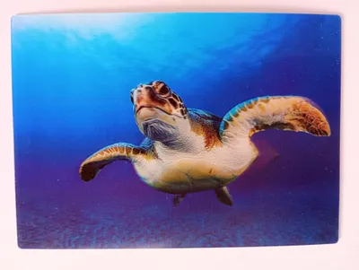Produktbild von 3 D Ansichtskarte Meeresschildkröte, Postkarte Wackelkarte Hologrammkarte Tiere Tier Wassertier Meerestier