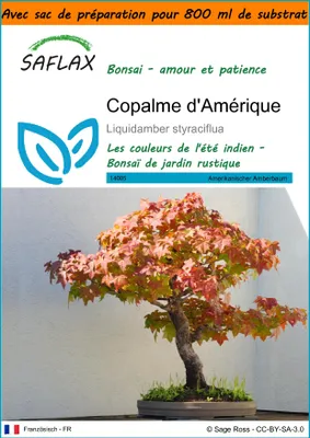 Image de SAFLAX Garden in the bag - Copalme d'Amérique - 100 graines - Liquidamber