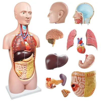 Anatomie-Modell 85 cm, 12-teilig, 1:1 lebensgroß, zerlegbar
