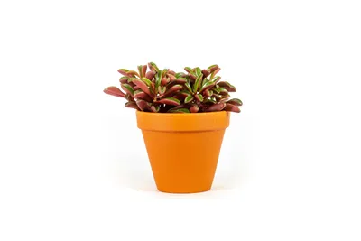 Obrázek produktu pro Gardners Peperomia graveolens, průměr 8,5 cm