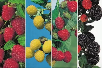 Produktbild von Himbeeren 4-Sorten Kombination 2 x rote - 1 x gelbe und 1 x schwarze Himbeerenpflanzen