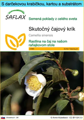 Obrázok produktu pre SAFLAX Darčeková sada - Skutočný čajový krík - Camellia sinensis - 6 Semená - S darčekovou krabičkou, prepravným štítkom, darčekovou kartou a pestovateľským médiom