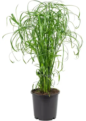 Produktbild von Zyperngras - pflegeleichte Zimmerpflanze, Cyperus alternifolius - Höhe ca. 60 cm, Topf-Ø 14 cm