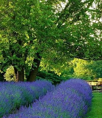 Produktbild von BALDUR Garten 1x Winterharter Lavendel Phenomenal®, Pflanze im 2 Liter-Topf, Duftlavendel, Blüten essbar, winterharte Staude, trockenresistent, robust, mehrjährig, bienenfreundlich, blühend