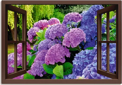 Produktbild von ARTland Leinwandbild Fensterblick - Hortensien im Garten Größe: 130x90 cm