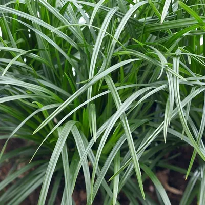 Produktbild von 8 Pflanzen Japan-Segge 'Irish Green' XL, Carex foliosissima, 2 L Topf