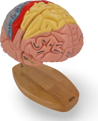 Produktbild von Premium Gehirn Anatomie Modell 4-teilig 1,5x vergrößert nummeriert