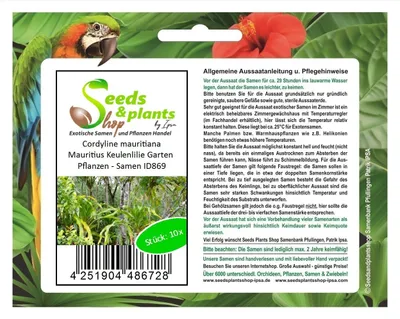 Produktbild von 10x Cordyline mauritiana Mauritius Keulenlilie Garten Pflanzen - Samen ID869