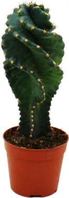 Produktbild von Cereus jamacaru "Spiralis" - špirálovitý kaktus v mini formáte - v 6,5cm kvetináci
