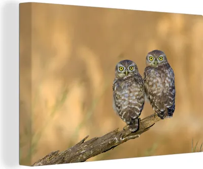 Produktbild von OneMillionCanvasses® - Leinwandbilder - 140x90 cm, Eulenpaar, Wandbilder Kunstdruck Wanddekoration - Foto auf Leinwand - Gemälde auf Holzrahmen