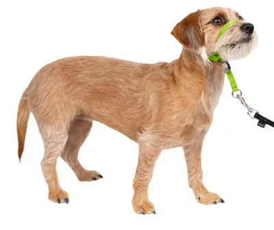 Productafbeelding van PetSafe Zachte Trainingshalsband met trainings-DVD