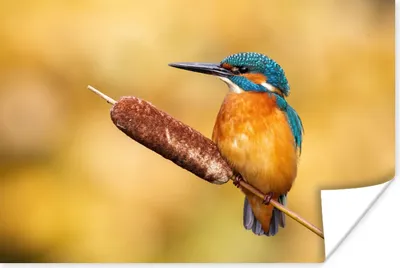 Produktbild von MuchoWow® Poster Eisvogel - Natur - Vogel 120x80 cm - Bilder