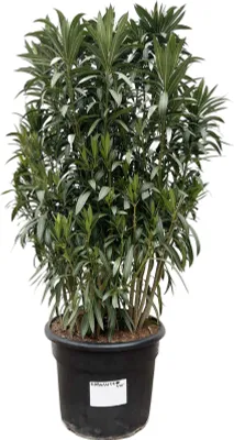 Obrázek produktu pro Vavřín růžový - Nerium Oleander keř - 190cm - ø55cm
