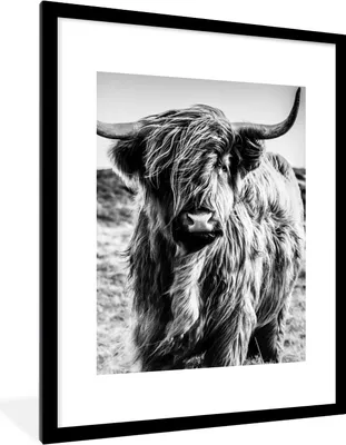 Produktbild von MuchoWow® Gerahmtes Poster Schottischer Highlander - Natur - Kuh - Schwarz - Weiß 60x80 cm - Poster mit Schwarzem Bilderrahmen Wandposter Rahmen Foto Bilder - Wohnzimmer - Dekorationen - Prämie