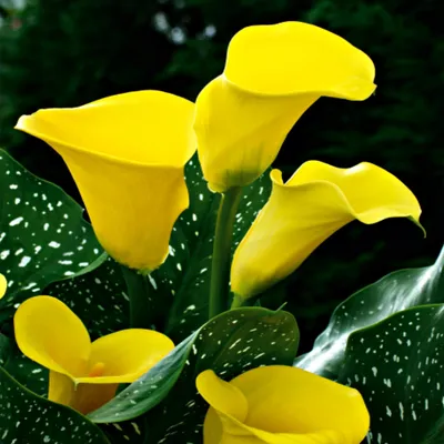 Obrázok produktu pre Zantedeschia Calla Lily Yellow 1 ks Cibuľky kvetov hľuzy
