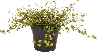 Obrázek produktu pro Mulenbekie FloraSelf Muehlenbeckia axillaris květináč Ø 12 cm