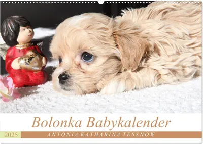 Produktbild von Bolonka Babykalender 2025 (Wandkalender 2025 DIN A2 quer), CALVENDO Monatskalender