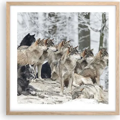 Produktbild von Gerahmtes Poster - Rahmen in heller Eiche - Rudel Wölfe Winter - 50x50 cm - Wand Bild - Wanddeko - Wandbilder - Wandposter - Bilderrahmen - Bilder - Kunstdruck - Wandbild - P2NAC50x50-4357