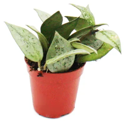 Productafbeelding van Mini plant - Hoya krohniana - "porseleinbloem" - Ideaal voor kleine potjes en glazen - Kleine plant in een pot van 5,5 cm