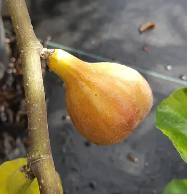 Image de Ficus carica 'Terza' / Figuier 'Quinta'