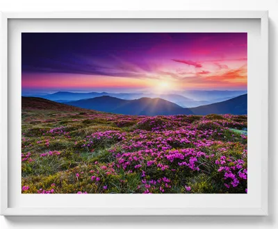 Produktbild von Blumen im Sonnenaufgang– Wandbild mit Rahmen – Gerahmtes Bild  – Wanddekoration – 80x60 cm –  Weiß Rahmen