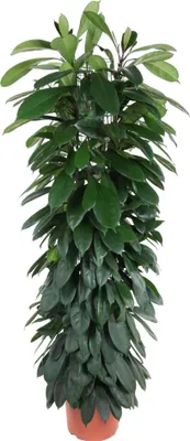 Produktbild von Everyplants Ficus Cyatistipula Säule - 150 cm, Ø 29 cm