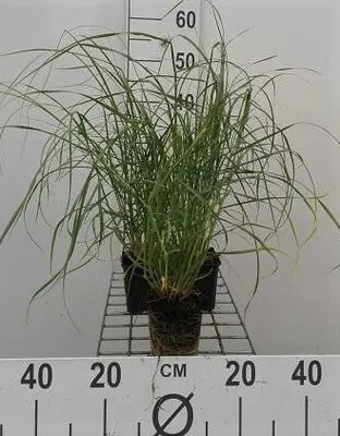 Produktbild von 6 x Pennisetum villosum - Zottiges Federborstengras - Topf 9 x 9 cm