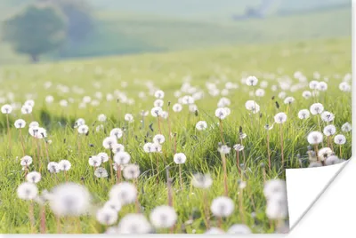 Produktbild von MuchoWow® Poster Frühling - Löwenzahn - Farben 120x80 cm - Bilder