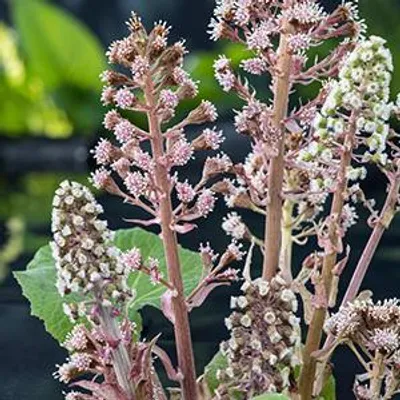 Productafbeelding van Moerings Petasites Hybridus | Groot hoefblad | In 9CM pot