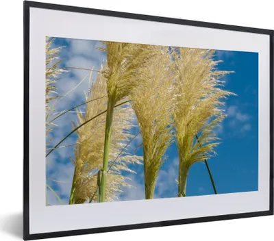Produktbild von MuchoWow® Gerahmtes Poster Pflanzen - Pampasgras - Luft 40x30 cm - Poster mit Schwarzem Bilderrahmen Wandposter Rahmen Foto Bilder - Bilderrahmen - Poster im Rahmen