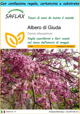 Immagine prodotto di SAFLAX Set regalo - Albero di Giuda - 60 semi - Cercis