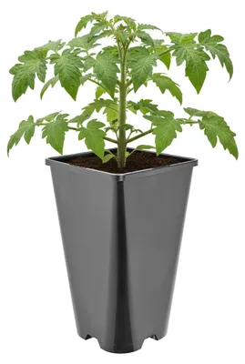 Image de Pot carré en plastique noir pour plantes d'intérieur ou d'extérieur, avec trous de drainage, dimensions : 13,5 x 13,5 x 23 cm, capacité : 3 litres. Référence : GD-KW-HS
