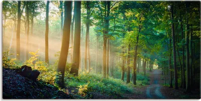 Produktbild von ARTland Leinwandbild Herbstmorgen im Wald Größe: 40x20 cm