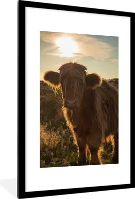 Produktbild von MuchoWow® MuchoWow® Gerahmtes Poster Schottisches Hochlandrind - Sonnenuntergang - Gras 60x90 cm - Poster mit zchwarzem Bilderrahmen - Dekoration - Wandposter Wohnzimmer - Hochwertig