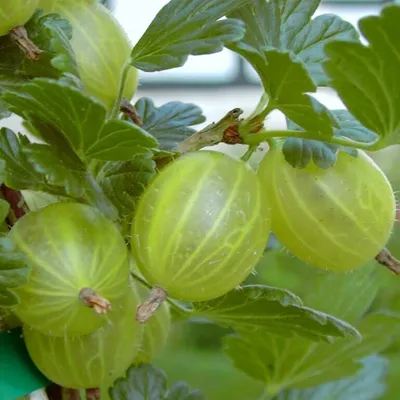 Produktbild von Hinnonmäki rot Hochstamm Stachelbeere sehr guter Geschmack 80-100 cm im Topf