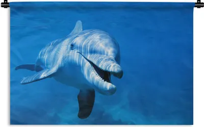 Produktbild von MuchoWow® Wandteppich Wandbehang Delfin - Wasser - Meer 90x60 cm Tapisserie Dekoration Wandtuch - Wandskulpturen - Bildteppich