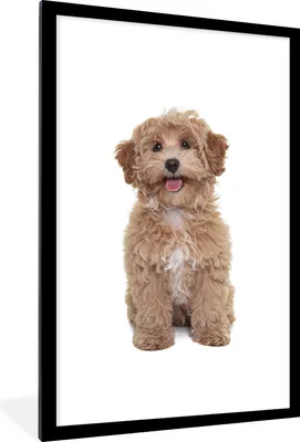 Produktbild von MuchoWow® Gerahmtes Poster Hund - Haustiere - Fell 60x90 cm - Poster mit Schwarzem Bilderrahmen Wandposter Rahmen Foto Bilder - Dekoration - Wandposter Wohnzimmer - Hochwertig