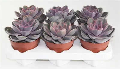 Produktbild von Echeveria 'Perle von Nürnberg' 10 cm - Sukkulente - Dickblattgewächs - Crassulaceae