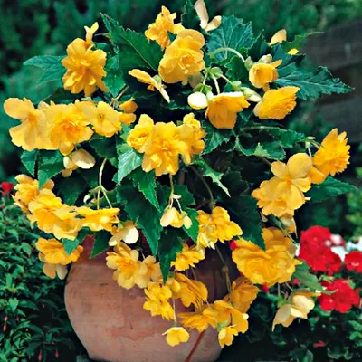 Image de Bégonia retombant jaune Yellow 1 pièce bégonias plants plant bulbe