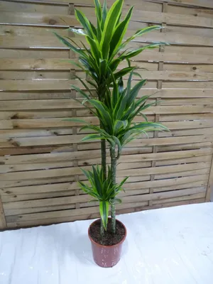 Produktbild von [Palmenlager]  XL Dracaena de. Lemon lime 150cm - Drachenbaum - 3er Tuff - 24 cm Ø Topf/pflegeleichte Zimmerpflanze