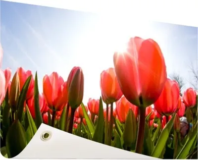 Produktbild von MuchoWow® 60x40 cm Outdoor-Poster Gartendeko Sichtschutz Garten Poster für den Garten  Blumen - Tulpen - Sonne
