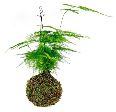 Obrázek produktu pro Gardners Kokedama Asparagus plumosus (L)