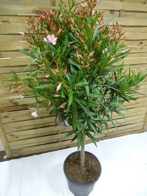 Produktbild von [Palmenlager] - XXL Oleander 150(!) cm -Hochstamm - PINK - Nerium oleander - mediterrane Pflanze